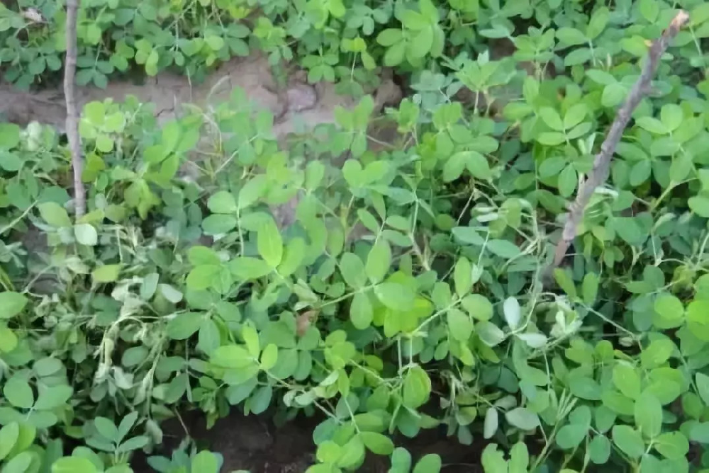 花生青枯病嚴重化怎么辦？別急，司普沃為您解答