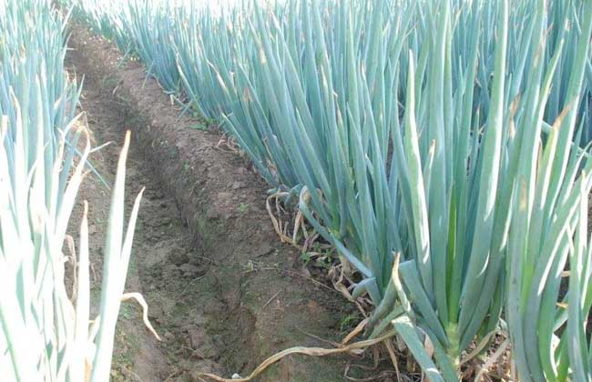 大蔥霜霉病的癥狀是什么？如何防治大蔥霜霉?。?司普沃給出了答案。