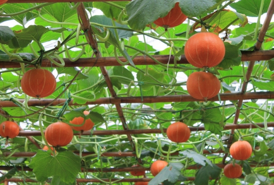 想要南瓜長得好，施肥這點要知道