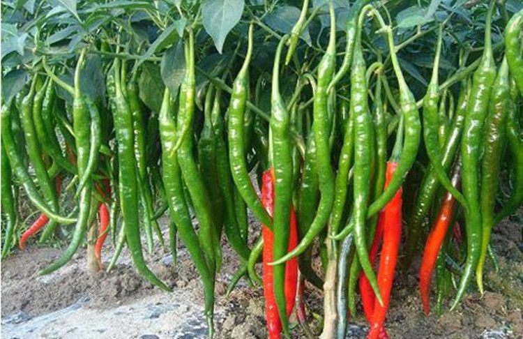 溫室大棚辣椒出現(xiàn)死棵，趕快找原因和方法！司普沃幫您減少損失