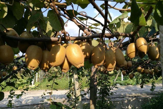 降溫后，需加強(qiáng)對火龍果的管理，速看司普沃這篇文章