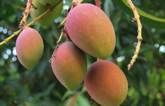 11月份，芒果的管理重點(diǎn)是哪些？司普沃帶您了解