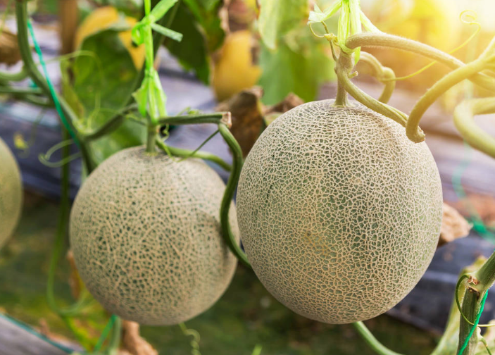 哈密瓜掛果后，如何管理才能增收？速看司普沃這篇文章
