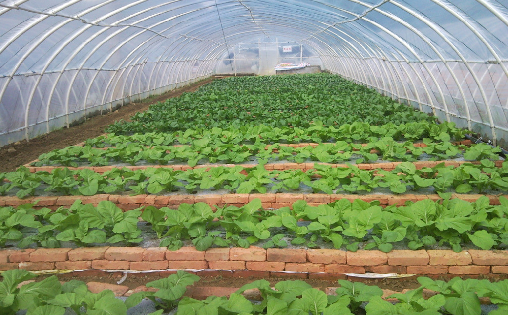 棚室蔬菜發(fā)生肥害，經(jīng)濟(jì)收益暴跌！司普沃來告訴您有效預(yù)防措施