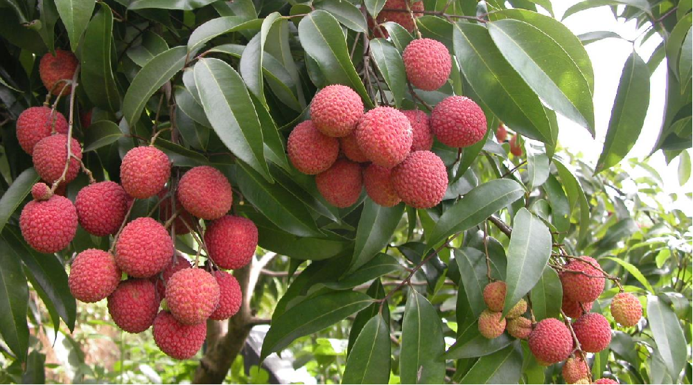 荔枝的花芽分化階段，如何管理水肥？司普沃告訴您