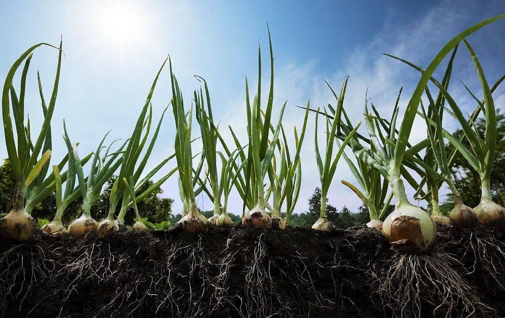 根系受損了，作物必定減產(chǎn)！與司普沃尋找原因和方法