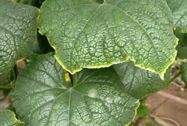 黃瓜“鑲了金邊”，這是什么原因？司普沃來教您有效解決