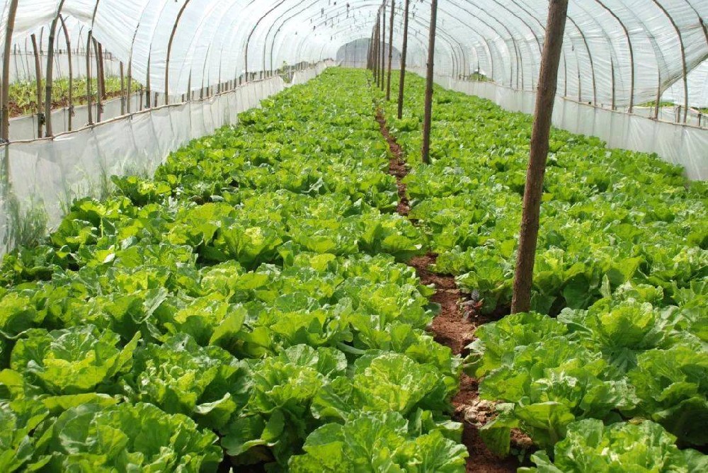 冬季蔬菜生長緩慢，這該怎么辦？司普沃來幫您