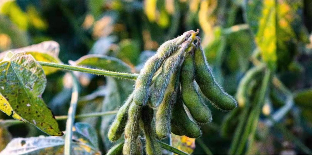 作物為什么會凍傷？被凍傷后再預(yù)防有效嗎？與司普沃一起來探討