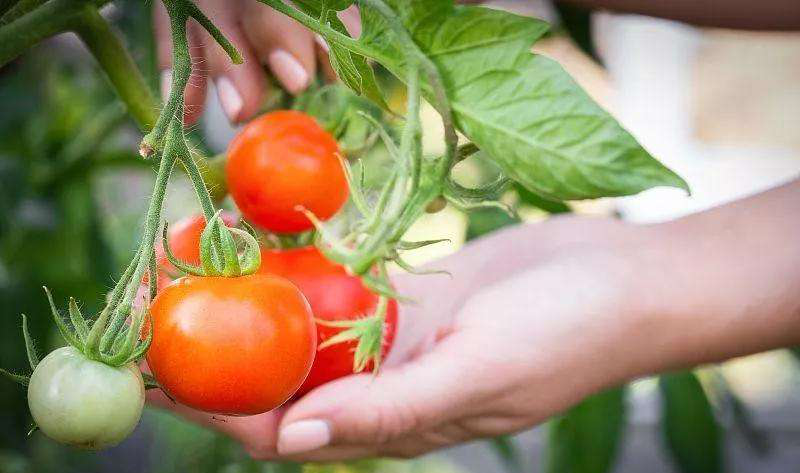 番茄死苗爛棵原因分析及對策，速看司普沃這篇文章