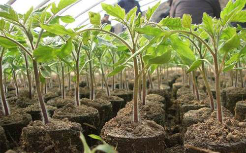 番茄苗期徒長，你的預防措施，對嗎…