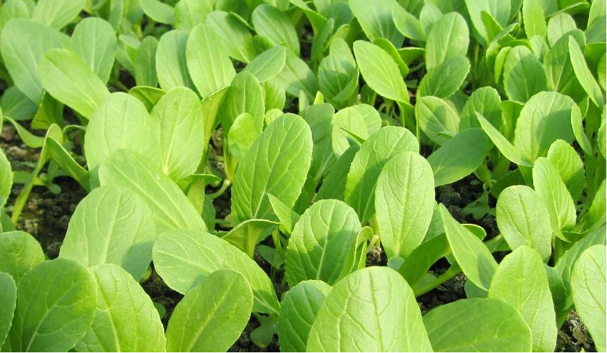 小白菜長得好不好，關鍵看這4點，簡單又高產