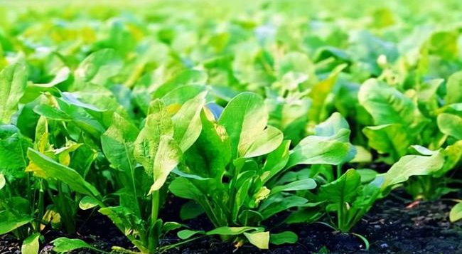 葉面追肥要用到點上，才能起到*大效果，勿做無用功