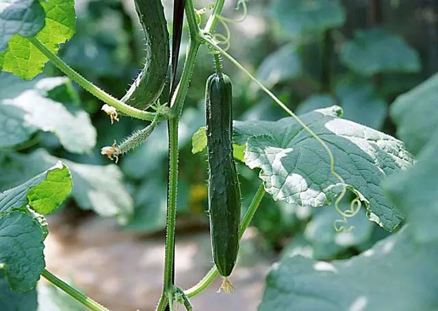 黃瓜結(jié)瓜盛期歇茬了，什么原因，如何治