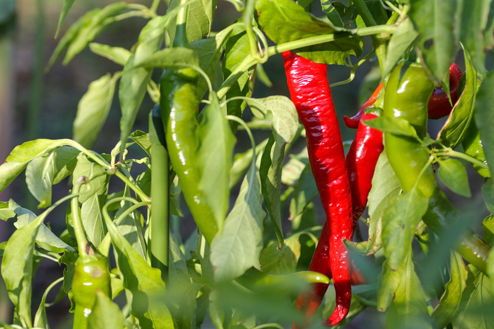 辣椒出現(xiàn)落花落果，原因和防治方法來了，速看
