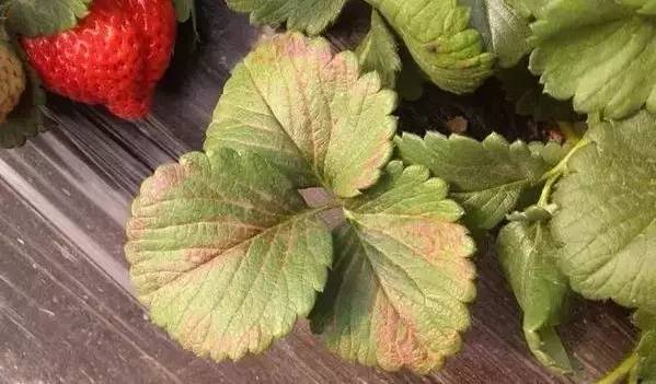 草莓葉片發(fā)紅，不容忽視，看看怎么防治