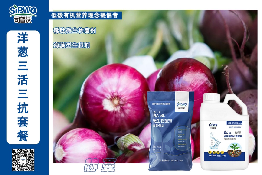 掌握這幾點洋蔥高產(chǎn)栽培技術(shù)，產(chǎn)量翻一番