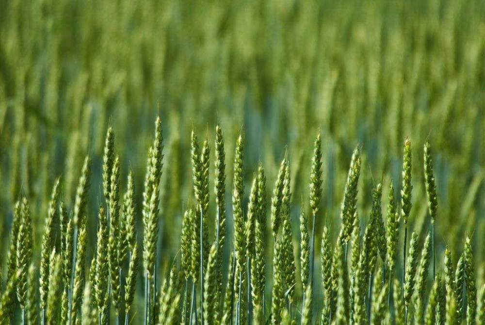 小麥春季如何追肥更高效？快來(lái)看，這里已經(jīng)為您準(zhǔn)備好了