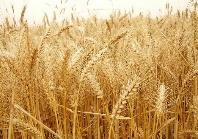 小麥根腐病是什么原因?qū)е碌模繎?yīng)該怎樣管理呢？