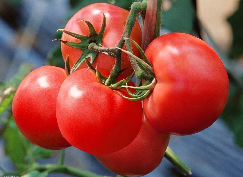 番茄上色難嗎？真不難，這篇文章保準有用