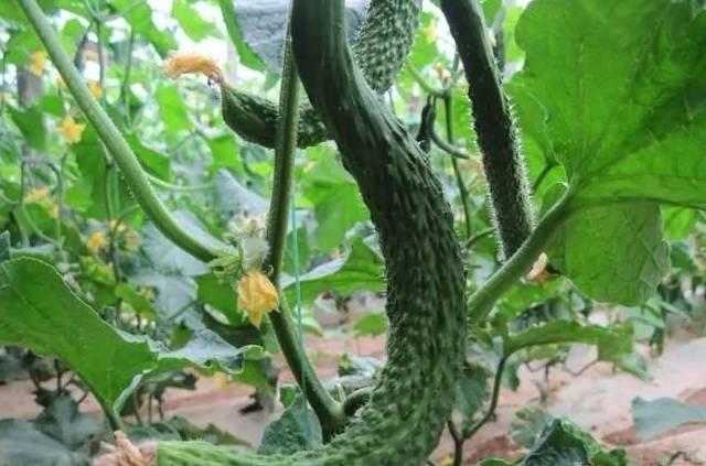 黃瓜主莖不生長，是怎么回事？要如何解決