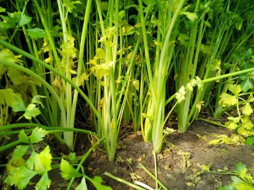 芹菜根系差，小老苗現(xiàn)象嚴重，速查原因和解決方法